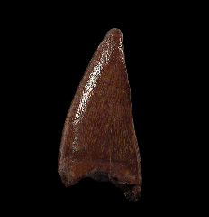 Albertosaurus tooth from Alberta