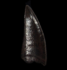 Daspletosaurus premaxillary tooth – Two Medicine Formation