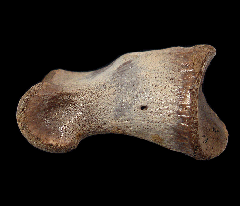 Tyrannosaur hand bone | Buried Treasure Fossils