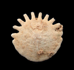 Heliophora fossil sand dollar from Morocco | Buried Treasure Fossils