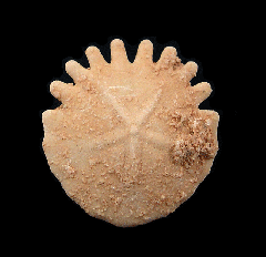 Moroccan fossil sand dollar for sale | Buried Treasure Fossils