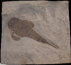 Eurypterus remipes