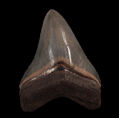 Top Quality Golden Beach Megalodon tooth for sale 
