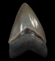 Polk County Megalodon tooth for sale