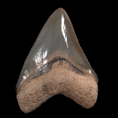 Polk County Megalodon tooth for sale