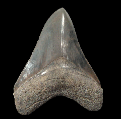 Bone Valley Fm Megalodon tooth