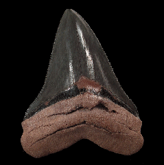 Polk County Megalodon tooth for sale