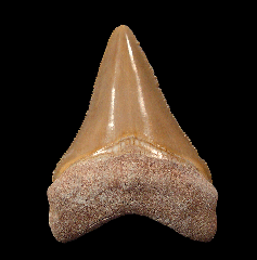 Bone Valley Fm Megalodon tooth