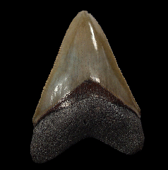 Green Bone Valley Megalodon tooth for sale