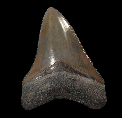 Florida Meg tooth for sale
