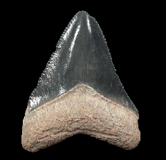 Polk County Megalodon tooth for sale