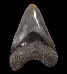 Polk County Megalodon tooth for sale