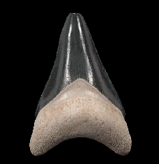 Polk County Megalodon tooth for sale