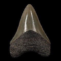Green Bone Valley Megalodon tooth
