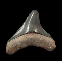 Polk County Megalodon tooth for sale