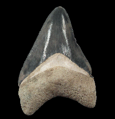 Bone Valley Fm Megalodon tooth for sale 