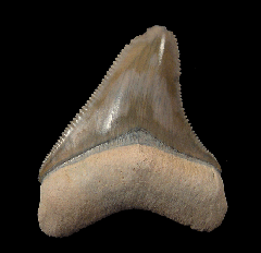 Bone Valley Megolodon tooth for sale