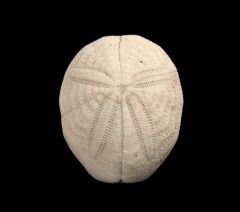 Eupatagus antillarum for sale | Buried treasure Fossils