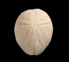 Eupatagus antillarum from Florida for sale | Buried treasure Fossils