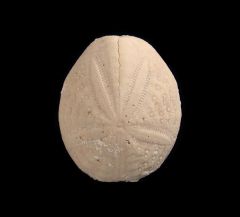 Eupatagus antillarum from Florida | Buried treasure Fossils