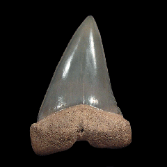 Bone Valley Carcharodon hastalis tooth | Buried Treasure Fossils