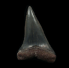Florida Mako shark tooth | Buried Treasure Fossils