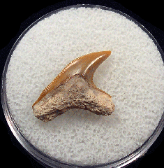 Galeocerdo aduncus  -  BV