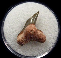 Physogaleus contortus - BV
