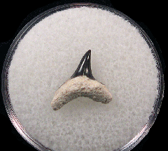 Alopias superciliosus shark tooth for sale - Bone Valley | Buried Treasure Fossils