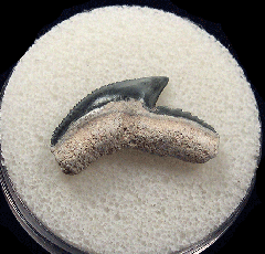 Galeocerdo cuvier - BV