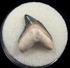 Colorful Galeocerdo mayumbensis tooth for sale | Buried Treasure Fossils