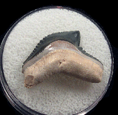Colorful Galeocerdo mayumbensis tooth for sale | Buried Treasure Fossils