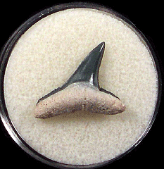 Florida Lemon shark tooth for sale | Buried Treasure Fossils