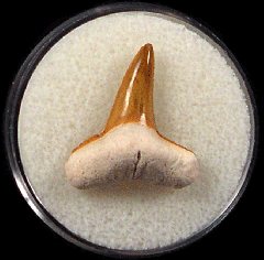 Negaprion brevirostris  -  BV
