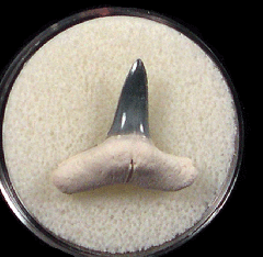 Bone Valley Lemon shark tooth for sale | Buried Treasure Fossils
