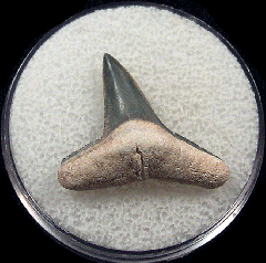  Bone Valley Negaprion brevirotris