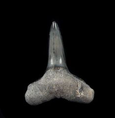 Bone Valley Negaprion brevirotris, the Lemon shark tooth. A lower jaw tooth.
