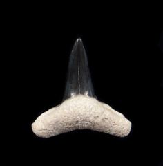 Negaprion brevirotris, the Lemon shark tooth from Polk Co., Florida
