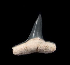 Bone Valley Negaprion brevirotris, the Lemon shark tooth from Polk Co., Florida