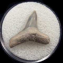 Real Bone Valley Lemon shark tooth for sale | Buried Treasure Fossils