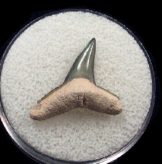 Florida Bone Valley Lemon shark tooth for sale | Buried Treasure Fossils
