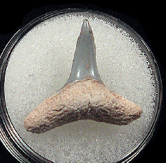 Negaprion brevirostris  -  BV
