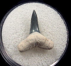 Negaprion brevirostris  -  BV