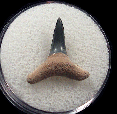 Negaprion brevirostris  -  BV