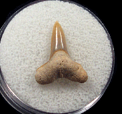 Bone Valley Negaprion brevirotris, the Lemon shark tooth from Polk Co., Florida
