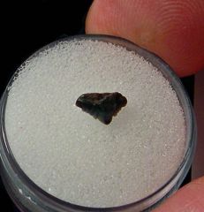 Ginglymostoma lehneri