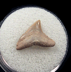 Florida Bull shark tooth for sale | Buried Treasure Fossils