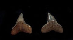 Carcharhinus leucus - Venice
