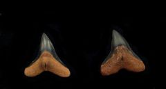 Carcharhinus leucus - Venice