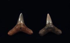 Carcharhinus leucus - Venice